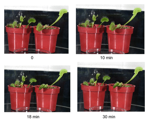 Figure 7. Effect of incubation of the Venus flytrap with a Petry dish containing 5 mL of chloroform covered by a 12 L glass jar on kinetics of the trap closing.