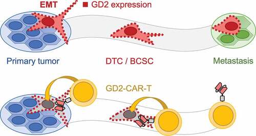 Figure 7. Schematic illustration of the mechanism how GD2-CAR-T prevent metastasis formation. Metastasis formation is a process in which tumor cells dissociate from the primary tumor after undergoing EMT. These DTCs or BCSCs disseminate throughout the body and finally form distant metastasis. GD2 expression, indicated by red squares, is associated with EMT and the acquisition of a BCSC phenotype (upper panel). Targeting GD2 on BCSCs by GD2-CAR-T leads to the elimination of BCSCs and prevents metastasis formation (lower panel)