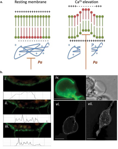 Figure 3. (a) LPMB formation model. This model suggests a relationship between calcium-induced exofacial relocation of PM PS, localized dissociation of the actin cytoskeleton and hydrostatic pressure (Pa)-induced inflation of LPMB in areas of membrane where Pa is not opposed by the stiffness of the cortical actin. (b) Cortical actin disruption at LPMB formation site. RBL2H3 were live-cell stained with Alex488-WGA and lysotracker (included to visualize intracellular vesicular structures including secretory granules) (i-iii) or Alexa-488 Phallioidin (iv, v, vi, vii) and stimulated with IgE/DNP-BSA for 15 min at 37°C. I, ii, iii, vi, vii. Localized Alexa-488 WGA staining and intensity profiles in areas of LPMB formation at 0 (i) and 15 (ii, iii) min after stimulation. (iv, v). Alexa-488 phalloidin (iv) and bright-field (v) imaging of a LPMB 15 min after stimulation, showing disruption of cortical actin cytoskeleton in septal area. Scale bar 10 microns. (vi). Single z disc from example Alexa-488 Phallioidin-stained cell showing perforated actin cytoskeleton at LPMB formation site. (vii) Assembled z stack (24 z discs) of cell stained in (vi). Scale bars 5 microns. (c) z-depth coded 3D reconstructed projection of cortical actin staining in LPMB-positive area of activated mast cell as shown in Figure 3b (iv) and (v). A series of 64 z discs were assembled and projected in NIS elements and z depth coded using a 20.2 micron pseudo-coloured look-up table prior to deconvolution. (d) Exofacial relocation of plasma membrane phosphatidylserine (PS). Example confocal images of RBL2H3 stimulated with PMA and ionomycin (500 nM each) for 15 min at 37°C. Cells were pre-incubated with 4 µM Fluo-4 and the imaging bath contained 1 µM alexa-568 Annexin V. Individual z planes at 0 (left panel) and 15 min (right panel) are shown. (e) Relationship between calcium flux and exofacial PS relocation in activated RBL2H3. Cells were pre-incubated with 4 µM Fluo-4 and the imaging bath contained 1 µM Alexa-568 Annexin V. Representative ROI of whole cytosol or PM were analysed for Fluo-4 and Alexa-538 Annexin V-staining intensity over time in response to PMA/ionomycin stimulation. Left panel. Florescence intensity of Fluo-4 (measured in a whole-cytosol ROI) and Alexa 568-Annexin V (measured in a membrane located ROI) over time. Right panel. Confocal image of RBL2H3 stimulated with PMA and ionomycin (500 nM each) for 15 min at 37°C. Individual z plane at 5 min is shown.