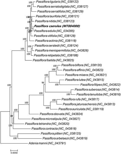 Figure 1. Maximum likelihood tree based on the complete chloroplast genome sequences of P. caerulea and 28 other Passiflora spp. with Adenia mannii (family Passifloraceae) was used as the out group. The species and GenBank accession numbers of the 30 chloroplast genomes for the ML tree construction has also been mentioned in Figure 1. Passiflora ligularis (NC_038122), Passiflora serratodigitata (NC_038127), Passiflora serratifolia (NC_038129), Passiflora laurifolia (NC_038121), Passiflora nitida (NC_038123), Passiflora caerulea (MT884000), Passiflora edulis (NC_034285), Passiflora vitifolia (NC_038128), Passiflora actinia (NC_038118), Passiflora oerstedii (NC_038124), Passiflora menispermifolia (NC_043826), Passiflora retipetala (NC_038188), Passiflora foetida (NC_043825), Passiflora biflora (NC_038120), Passiflora affinis (NC_043823), Passiflora misera (NC_043821), Passiflora lutea (NC_043815), Passiflora filipes (NC_043822), Passiflora suberosa (NC_043814), Passiflora tenuiloba (NC_043816), Passiflora rufa (NC_043817), Passiflora jatunsachensis (NC_043813), Passiflora auriculata (NC_038119), Passiflora obovata (NC_043824), Passiflora microstipula (NC_043827), Passiflora tetrandra (NC_043820), Passiflora contracta (NC_043818), Passiflora pittieri (NC_038125), Passiflora arbelaezii (NC_043819), Adenia mannii (NC_043791).