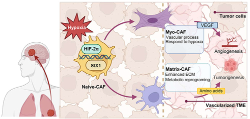 Figure 6. Lineage transition of CAFs in LCBM.