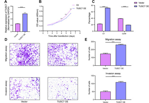 Figure 3 The effects of TUSC7 overexpression on the growth, migration and invasion of TNBC cells. (A) The Overexpression of TUSC7 was performed by transfecting MDA-MB-468 cells with the TUSC7-DOX vector (TUSC7 Over). Expression was confirmed by qRT-PCR. (B) CCK8 assays. MDA-MB-231 cells were transfected with TUSC7-DOX (TUSC7 Over) or scramble vector for five days. (C) Cell cycle analysis of MDA-MB-231 cells transfected with TUSC7-DOX (TUSC7 Over) or scramble vector for 5 days. (D and E) Transwell migration and invasion assays of MDA-MB-231 cells transfected with TUSC7-DOX (TUSC7 Over) or scramble vector for 5 days. Magniﬁcation, 100X. **P<0.001; ***P<0.0001.