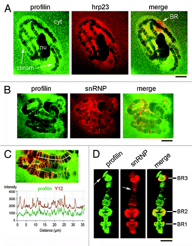 Figure 5. Co-localization of profilin with mRNA-binding proteins. Salivary glands were fixed and double stained with ab1 against profilin and against either hrp23. (A) or snRNPs (B). chrom, chromosomes; nu, nucleolus; cyt, cytoplasm. A large Balbiani ring puff (BR) strongly stained by the anti-hrp23 antibody is shown in the merged image in (A). The bars represent 20 μm. (C) The co-localization between profilin and snRNPs was analyzed using the Profile function of the LSM 510 software. The graph shows the relative intensities for each channel, in arbitrary units, along the chromosome axis defined by the arrow. Note the large extent of co-variation in the intensity profiles for profilin and snRNPs. (D) Isolated polytene chromosomes of C. tentans were double immuno-stained with anti-profilin and anti-snRNP antibodies. The image shows a chromosome IV, and the positions of the BR puffs are indicated. The white arrows point at loci that are positive for profilin but not for snRNPs or vice versa. The bar represents 10 μm.