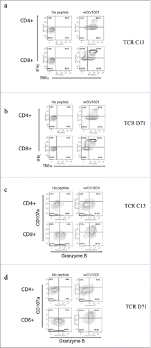 Figure 7. TCR transduced T-cells requires GV1001-specific functionality. Primary T cells were transduced with TCR C13_RQR8 or D71_RQR8. Transduced T cells and non-transduced control T cells were stimulated with irradiated EBV-transformed cells +/− hTERT peptide GV1001. The cultures were incubated overnight and analyzed by flow cytometry. Panels (A) and (B) show INFγ/TNFα staining for C13 and D71, respectively. Percentage of cells in each quartile is given. The transduced TCRs were derived from CD4+ T cells, but conferred GV1001-specific functionality to both CD4+ and CD8+ recipient cells. Panels (C) and (D) show cytotoxic activity of T cells transduced with C13 or D17, measured by use of CD107a and Granzyme B staining.