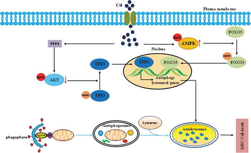 Figure 9. Schematic model of the MTORC1-independent TFE3 activation via PPP3/calcineurin-AKT inhibition to promote autophagic-lysosomal machinery in Cd-induced bone mesenchymal stem cell toxicity. The events occurred in a specific sequence: first, Cd exposure stimulates an increase in the PPP3/calcineurin activity that is responsible for the AKT(Ser473) dephosphorylation. Second, AKT(Ser473) dephosphorylation contributes to the dephosphorylation of TFE3 at Ser565, thus promoting TFE3 nuclear translocation. Third, after translocation to nuclei, TFE3 triggers excessive autophagy and lead to the death of the MSCs. The FOXO3 portion of the figure as well as the autophagy pathway at the bottom is seen text for further details.