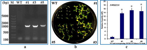 Figure 7. Identification of tobacco strains overexpressing PtWRKY39 gene