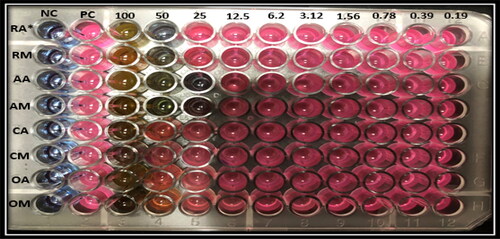 Figure 6. Minimum inhibitory concentration (MIC) of plant extracts against P. acnes. Representative image. Note: Resazurin in the medium changes its color from blue to pink as an indication of the presence of bacteria. The MIC was the lowermost concentration of plant extract that prevented this change in color. NC, Negative Control, PC, Positive Control, MIC (RA), (RM)= where R for Rhazya, A for acetone, M for methanol, MIC (AA), (AM)= where A for Azadirachta, A for acetone, M for methanol, MIC (CA), (CM)= where C for Camelia, A for acetone, M for methanol, MIC (OA), (OM)= where O for Ocimum, A for acetone and M for methanol.