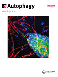 Cover image for Autophagy, Volume 15, Issue 10, 2019