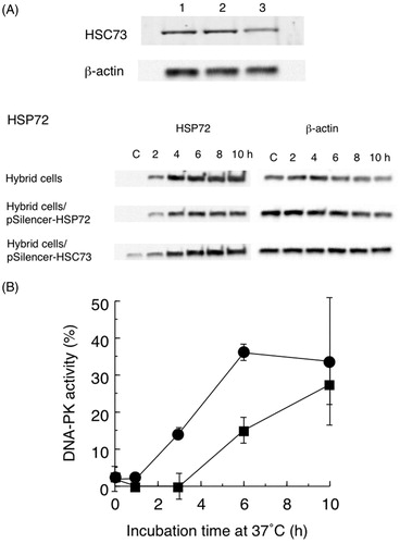 Figure 5. (A) Western blots showing reduced HSP expression in hybrid cells carrying pSilencer-HSC73 or pSilencer-HSP72. Anti-HSC73 and β-actin: lane l, control hybrid cells; lane 2, hybrid cells transfected with pSilencer-HSP72; lane 3, hybrid cells transfected with pSilencer-HSC73. Anti-HSP72 and β-actin: control hybrid cells, or cells transfected with pSilencer-HSP72 or pSilencer-HSC73 for 2–10 h at 37 °C after heat treatment at 44 °C for 15 min. C is control cells. (B) Recovery of heat-inactivated DNA-dependent protein kinase (DNA-PK) activity in hybrid cells transfected with pSilencer-HSC73 (■) or pSilencer-HSP72 (●). Non-treated hybrid cell DNA-PK activity was set to 100%. Data are the average of two independent experiments. Error bars show the range.