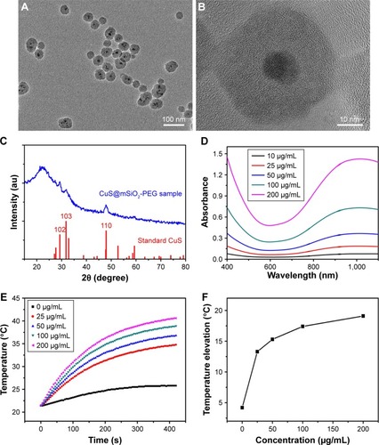 Figure 1 Low (A) and high magnification (B) TEM image of the CuS@SiO2 NPs. XRD pattern (C) of the CuS@SiO2 NPs and the standard hexagonal phase of Cu (JCPDS card no: 06-0464). Absorption spectrum (D) for various concentrations of hydrophilic CuS@SiO2 NPs. Temperature elevation of pure water and of an aqueous dispersion of CuS@SiO2 NPs at different concentrations (0, 25, 50, 100, or 200 μg/mL) as a function of irradiation time (5 min). Pure water was used as a control, and the room temperature was 25°C (E). The temperature change (ΔT) over a period of 5 min has a significant positive correlation with the CuS@SiO2 NP concentration of the aqueous dispersion (F). The toxicity of the CuS@SiO2 NPs was evaluated by CCK-8 tests as a function of incubation concentration (0–160 ppm) for the HeLa cells (G). ALT and AST in blood biochemistry test (H). Cells were incubated with the solutions at 37°C for 24 h.Abbreviations: CCK-8, Cell Counting Kit-8; NP, nanoparticle; TEM, transmission electron microscopy; XRD, X-ray diffractometer.