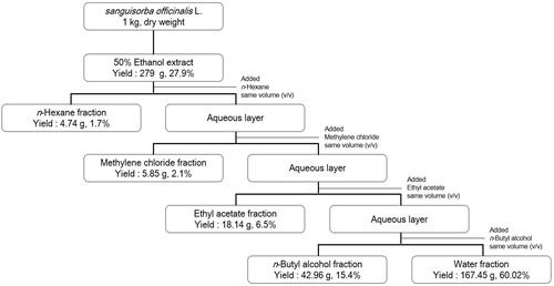 Figure 1. Extraction and fractionation procedures of Sanguisorba officinalis.