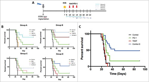 Figure 4. Anti-PD-1 and anti-TIGIT combination therapy improves long-term survival following both early and late treatment courses. A. Diagram depicting experiment set up including treatment schedules. Day 0, 130,000 GL261-luc+ cells were injected stereotactically into the right stratum of female C57 BL/6 J mice (N = 70). IVIS was used to confirm tumor presence on day 7, and the animals were randomized into 10 groups. Anti-PD-1 treatment was administered on days 10, 12, and 14 via i.p. injection at a dose of 200μg/animal. Anti-TIGIT treatment was also given via i.p. injections, 200μg/animal, every other day for a total of 5 doses starting on either day 8 (Group A), 10 (Group B), 12 (Group C), or 14 (Group D). Survival was monitored. B. Kaplan meier survival curve depicts the primary endpoint for each treatment group. Anti-PD-1 treatment alone resulted in 14.3% long-term survivors, compared to 0% in the control group (p = 0.0086). Anti-TIGIT monotherapy led to 0%, 57.1%, 14.3%, and 0% long-term survival using treatment schedules A, B, C, and D respectively (p = 0.1960, 0.0006, 0.0101, and 0.1032 respectively). All combination regimens led to significant improvements in survival compared to control, including 57.1%, 85.7%, 42.9% and 57.1% long-term survivors for Groups A-D respectively (p = 0.002, 0.0002, 0.0006, and 0.0032). Combination B was also significant compared to anti-PD-1 monotherapy (p = 0.0082), while combinations A and D also trended towards significance (p = 0.0982 and 0.0929 respectively). C. Survival curve demonstrating therapeutic effect in each of the four arms following repeat survival experiment using Group D anti-TIGIT antibody treatment course (N = 54). Anti-PD-1 monotherapy resulted in 16.7% long-term survival and a median survival of 28.5 days, compared to 0% long-term survival and 24.5 days median survival in the control group (p = 0.0175). Anti-TIGIT monotherapy was not significantly different from control, with 0% long-term survivors and 25.5 days median survival (p = 0.9062). Combination treatment conferred a median survival of 44 days, including 48.0% long-term survivors (p < 0.0001). Dual checkpoint blockade was led to a significant improvement in survival compared to both anti-PD-1 and anti-TIGIT monotherapy groups (p = 0.0366 and <0.0001 respectively).