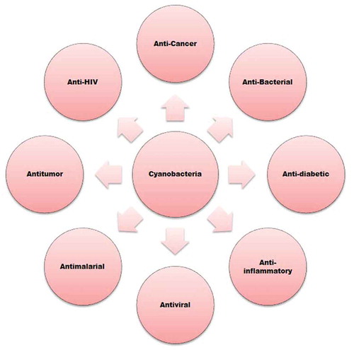 Figure 1. Cyanobacteria and their potential applications (Gerwick et al., Citation2001; Jha & Zi-Rong, Citation2004; Senthilkumar & John, Citation2008; Xiong et al., Citation2006)