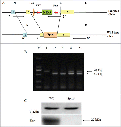 Figure 1. Generation and characterization of Sprn−/− mice. (A) Sprn knockout strategy. A region in exon 2 was replaced by a neomycin resistance cassette in the targeting vector, resulting in the deletion of 88% of the Sho coding sequence. N, NotI; E, EcoRI; NEO, neomycin; 1, exon1; 2, exon2; 1-2, intron. (B) PCR genotyping of Sprn−/− mutants. Primers for the neomycin resistance cassette amplified a 524 bp band, while a 635 bp band was amplified by primers recognizing the Sho coding sequence. Lane 1, Sprn+/+; lanes 2 and 3, Sprn−/−; lanes 4 and 5, Sprn+/−. (C) Western blot of mouse brain homogenates, with β-actin used as a loading control. The 22 kDa band representing the Sho protein is absent in Sprn−/− animals.
