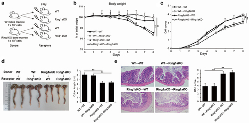 Figure 2. Ring1a deficiency in immune cells intrinsically aggravates DSS induced colitis.
