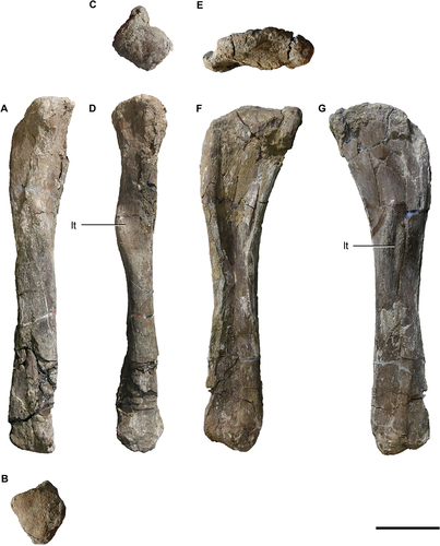 Figure 13. Titanomachya gimenezi, holotype. Fibulae. MPEF 11547/5 left fibula in A, lateral; B, distal; C, proximal, and D, posterior views. MPEF 11547/3 right fibula in E, medial; F, proximal and G, lateral views. Abbreviations: lt, lateral tuberosity. Scale bar = 10 cm.
