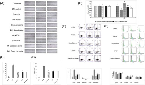 Figure 4. (A) Effect of ATGP on the scratch healing of HaCaT cells damaged by UVB (400×). (B) Effect of ATGP on the OD of HaCaT cells damaged by UVB. (C) and (D) Effects of Gastrodia elata products transformed by Armillaria mellea on UVB-damaged HaCat cytokines IL-6 and TNF-α. The values are presented as the mean ± SEM (n = 5). (E) Effect of ATGP on apoptosis of HaCaT cells damaged by UVB. (F) Effects of ATGP on UVB-damaged HaCaT cell cycle (%). The values are presented as the mean ± SEM (n = 3). Different letters indicate significant differences (P < 0.05), and the same letters indicate no significant difference (P > 0.05).