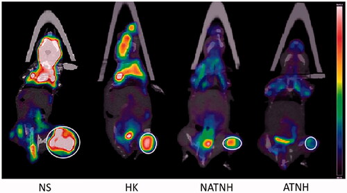 Figure 4. The representative 18F-FDG PET/CT images of the mice at the third day after the last (fourth) treatment.