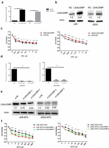 Figure 3. LGALS3BP promotes MTX resistance in JAR and JEG3 cells. (a) Determination of LGALS3BP expression in LGALS3BP-overexpressed JAR and JEG3 cells by qRT-PCR. (b) Determination of LGALS3BP expression in LGALS3BP-overexpressed JAR and JEG3 cells by Western blot analysis. (c) Determination of IC50 in LGALS3BP-overexpressed JAR and JEG3 cells by cell viability assay. (d) Determination of LGALS3BP expression in LGALS3BP- knockdown JAR-MTX and JEG3-MTX cells by qRT-PCR. (e) Determination of LGALS3BP expression in LGALS3BP-knockdown JAR-MTX and JEG3-MTX cells by Western blot analysis. (f) Determination of IC50 in LGALS3BP-knockdown JAR-MTX and JEG3-MTX cells by cell viability assay. Data expressed as mean ± SD from at least three independent experiments. *P < 0.05, ** P < 0.01, *** P < 0.001.