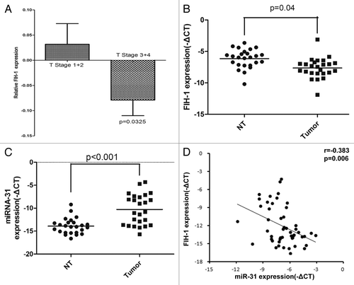 Figure 1. FIH-1 and miR-31 expressions in human CRC tissues and their correlation. (A) Clinical correlation of FIH-1 mRNA expression and T stage of CRC in the TCGA sample cohort. (B) mRNA expression of FIH-1 was decreased in 25 CRC tissues compared with their corresponding normal tissues. (C) miR-31 level was increased in those above 25 CRC tissues compared with their corresponding normal tissues. (D) Expression patterns of FIH-1 with miR-31 in 50 samples including CRC tissues and their corresponding normal tissues.