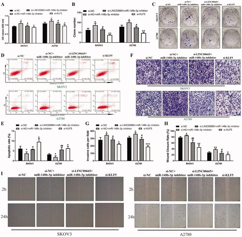 Figure 6. Regulating effect of LINC00665/miR-148b-3p/KLF5 axis on the malignant biological behavior of ovarian cancer cells. Si-NC, si-NC + miR-148b-3p inhibitor, si-LINC00665 + miR-148b-3p inhibitor, or si-KLF5 were transfected into SKOV3 and A2780 cell lines, respectively. (A) The proliferative abilities of SKOV3 and A2780 cells were detected by cell counting kit-8 assay. (B,C) The colony numbers of SKOV3 and A2780 cells were detected by colony formation assay. (D,E) The apoptotic rates of SKOV3 and A2780 cells were detected by flow cytometry. (F,G) The invasive abilities of SKOV3 and A2780 cells were detected by transwell invasive assay. (H,I) The wound-healing assay showed the wound areas at 2 and 24 h after wounding in SKOV3 and A2780 cells. *p < 0.05, **p < 0.01, ***p < 0.001 (ANOVA with Dunnett's post hoc test), compared with the si-NC group; #p < 0.05, ##p < 0.01 (ANOVA with Dunnett's post hoc test), compared with the si-NC + miR-148b-3p inhibitor group. KLF5: krüppel-like factor 5.