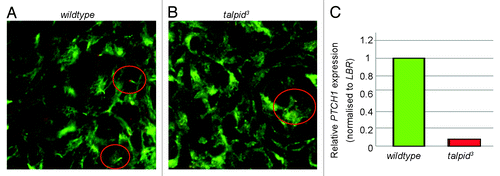 Figure 4. Hedgehog signaling is perturbed in the talpid3 liver during development. IHC anti-acetylated (cilia axonemes, green) and γtubulin (centrosomes, red) E6 (A andB). Wt liver has cilia axonemes projecting from centrosomes (circled) (A) cilia axonemes are not observed projecting from centrosomes in the talpid3 liver (circled) (B). (C) Real-time PCR identified a 0.08-fold reduction in PTCH1 expression in the day 6 talpid3 liver, compared with the wt.