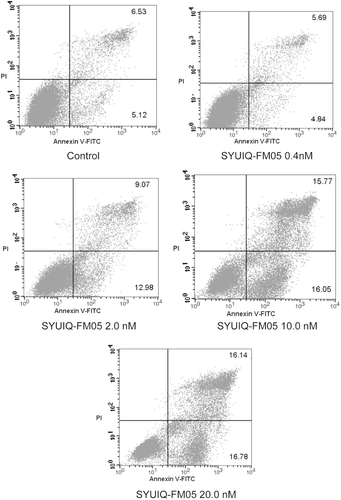 Figure 3.  SYUIQ-FM05-induced apoptosis in K562 cells. K562 cells were treated with 0.4, 2.0, 10.0 and 20.0 nM SYUIQ-FM05 for 24 h and harvested for the apoptosis assay. Cell apoptosis was detected using Annexin V-FITC/PI double-staining flow cytometry. The figures are representative flow cytometric dot plots of the cell population with Annexin-V FITC staining (X-axis), PI-staining (Y-axis), or both stains. Four cell populations are shown: normal cells (Annexin V-FITC/PI negative, lower left quadrant), early apoptotic cells (Annexin V-FITC positive/PI negative, lower right quadrant), late apoptotic cells and necrotic cells (Annexin V-FITC /PI positive, upper right quadrant), and injured cells (Annexin V-FITC negative/PI positive, upper left quadrant). The numbers represent the percentage of the cell population in each of the respective gates. The dot plots are representative of one experiment. These experiments were repeated four times.