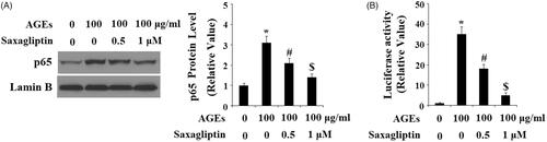 Figure 8. Saxagliptin inhibited activation of NF-κB. Primary human chondrocytes were treated with 100 μg/ml AGEs in the presence or absence of 0.5 and 1 μM saxagliptin for 24 h. (A) Nuclear level of p65; (B) Luciferase activity of p65 (*, #, $, p < .01 vs. previous column group).