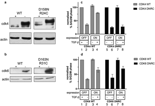 Figure 1. Expression of sequestration-only CDK6, but not CDK4, allows cells to overcome TGF-β- mediated growth arrest. (a, b). Tet-CDK4WT and Tet-CDK4D158N/R24C cells (a) or Tet-CDK6WT and Tet-CDK6D163N/R31C cells (b) were grown for 20 h + (OFF) or – (ON) Tet, before lysates were analyzed by immunoblot using anti-CDK4 or anti-CDK6 antibodies. (c, d) Tet-CDK4WT and Tet-CDK4D158N/R24C cells grown OFF or ON and treated ± TGF-β (c) or Tet-CDK6WT and Tet-CDK6D163N/R31C cells grown OFF or ON and treated ± TGF-β (d) were analyzed for DNA content by flow cytometry. The percentage of cells in S/G2/M in each line treated + Tet/- TGF-β was set to 100%. The results shown are representative of three independent experiments
