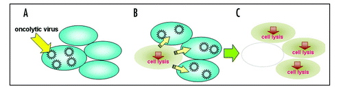 Figure 3 Oncolytic therapy. Oncolytic viral therapy utilizes replication-competent viruses which ideally can infect and replicate in tumor cells (A). The viruses specifically lyse tumor cells (B) and sequentially infect neighboring cells (C).