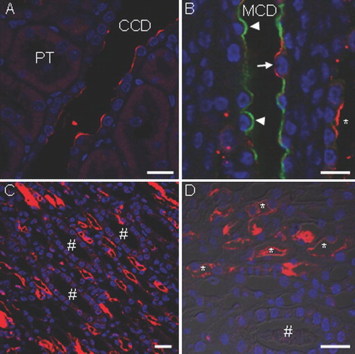 Figure 4 Immunofluorescence labeling of Cx30.3 in rat (A, B) and rabbit (C, D) kidney sections. In the rat cortex (A), apical membrane localization was apparent in select cells of the cortical collecting duct (CCD). No other cortical structures were labeled including the proximal tubule (PT). (B) In the rat outer medulla, the Cx30.3-positive cells of the CCD (arrow) did not label with AQP2 (green, arrowheads), a marker of the principal cells of the CCD. Fluorescent labeling was highest in the inner medulla, and localized in thin-walled tubular structures in the loop of Henle (C). Higher magnification with DIC overlay revealed apical membrane labeling in these tubular structures (*) (D). Most parts of the large medullary collecting ducts (#) were devoid of staining (C, D). Nuclei are stained with DAPI (blue). Bars: 10 μ m.