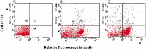 Figure 2. Membrane permeability analyses of Staphylococcus aureus ML-59 cells by flow-cytometry in terms of propidium iodide incorporation. (A) Control cells without fatty acid treatment. (B) Cells incubated with fatty acid at 37 °C for 60 min. (C) Dead control cells (incubated with 0.1% SDS).