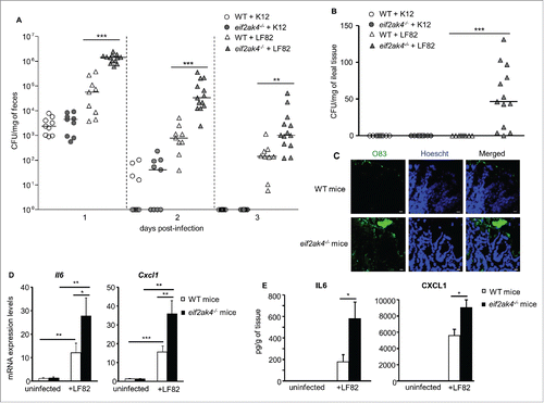 Figure 6. Eif2ak4 depletion increases AIEC intestinal colonization and AIEC-induced inflammation in mice. Wild type (WT) and eif2ak4−/− mice were infected with 109 CFU of LF82 bacteria or the E. coli K12 MG1655 strain by gavage for 3 d. Quantification of LF82 and K12 bacteria in the feces collected every day post-infection (A) or associated with the intestinal mucosa determined at day of sacrifice (B). The quantification for each mouse (symbols) and the median (bars) are shown (A, B). (C) Representative confocal micrographs of ileal sections immunolabeled for E. coli lipopolysaccharide O83 (green) from LF82-infected WT and eif2ak4−/− mice. Nuclei were stained with Hoechst (blue). Bars: 10 μm. (D) mRNA expression levels of Cxcl1 and Il6 in mouse ileal tissues were assessed by qRT-PCR. (E) Secreted CXCL1 and IL6 amount in ileal tissue culture supernatant were quantified by ELISA. Data are means ± SEM from n = 9 mice/group. *, P < 0.05; **, P ≤ 0.005; ***, P ≤ 0.001.