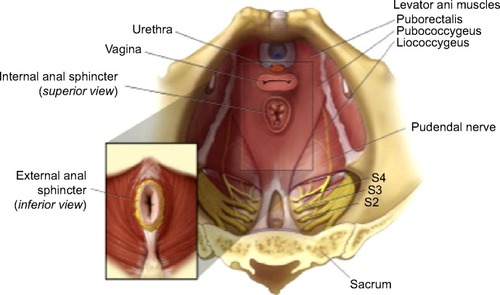 Figure 1 Anatomy of pelvic floor.