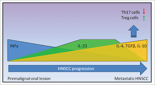 Figure 1. Cytokines modulation during HNSCC progression. HNSCC development is characterized by the progressive decline of Th1 related cytokine INFγ. Conversely, IL-23 levels increase steadily, probably as the result of an inflammatory response against cancer. Nevertheless, as HNSCC progresses, a significant rise of TGFβ and a concomitant decrease of IL-23 levels promote Treg differentiation with a consequent decline of Th17 cells. As a result, in the latest phase of HNSCC progression, anti-inflammatory and anti-immune cytokines such as IL-4 and IL-10 prevail.