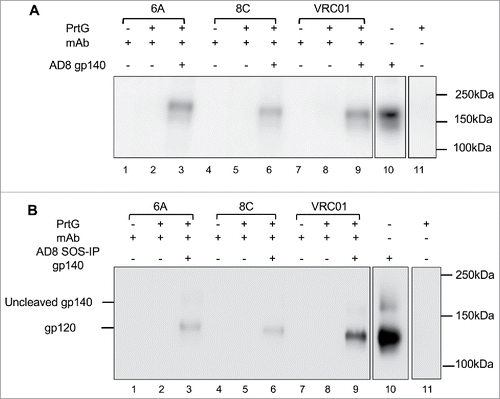 Figure 6. Binding of 6A and 8C mAbs to HIV AD8 Env. Binding to soluble trimeric (A) AD8 gp140 and (B) SOSIP gp140. 6A/8C/VRC01-prt G controls (lanes: 2, 5, 8) were used to confirm the specific Env protein capturing in 6A/8C/VRC01-soluble gp140/SOSIP gp140-prt G samples (lanes: 3, 6, 9). 6A/8C/VRC01 controls (lanes: 1, 4, 7) included 2µg of mAb (100ng for VRC01) in western blot assay. Soluble gp140/ SOSIP gp140 control (lane: 10) was used in western blot assay to confirm the correct size of captured Env proteins in IP assay. Lane 11 includes the sample with prt G only in IP assay.