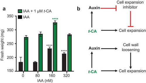Figure 2. Comparative analysis of the effects of auxin and t-CA on rosette growth. (a) Effects of indole-3-acetic acid (IAA) on the fresh weight of rosettes from wild-type plants grown for 20 days on MS/2 media containing the denoted doses of t-CA and IAA. Data are presented as mean ± SD (n ≥ 12 pools of 8 plants each). All differences between the IAA and IAA/t-CA treated samples for each IAA concentration are significant at P < 0.0001 (not marked; two-way ANOVA with Sidak’s multiple comparisons test). The significance of the difference between the fresh weight of plants grown control media and on different IAA-supplemented media is shown in black and between different t-CA control and t-CA/IAA co-treated plants treatments is shown in green (****, P < 0.0001; two-way ANOVA with Sidak’s multiple comparisons test). (b) Hypothetical models for the additive mechanism of action of IAA and t-CA in leaf growth promotion.