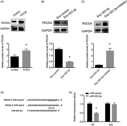 Figure 4. MiR-323-3p directly targets PDCD4 in CCs. (A) PDCD4 protein expression in PCOS CCs. (B) PDCD4 protein expression in CCs transfected with exosomes loaded with miR-323-3p. (C) PDCD4 protein expression in CCs transfected with miR-323-3p-motified exosomes and miR-323-3p inhibitor. (D) Sequence information about the wildtype and mutant miR-323-3p binding sites in the 3’UTR of PDCD4. (E) Relative luciferase activity. (*) Denotes differences from the control group (p < .05). Values are means ± SEM. For each experiment, at least 4 samples were available for the analysis.