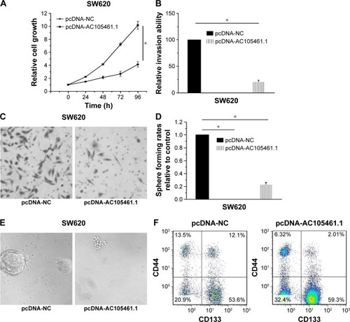 Figure 5 AC105461.1 overexpression impaired the CSC properties. (A) Cell proliferation assay showed that cell growth of SW620 cells in pcDNA-AC105461.1 was evidently slower than that in pcDNA-NC (*P<0.05). (B, C) The matrigel invasion assay conducted in SW620 cells exerted significant cell invasion inhibition in pcDNA-AC105461.1 compared with pcDNA-NC (*P<0.05). (D, E) Spheroid formation assay revealed that the spheroid formation rate in pcDNA-AC105461.1 was obviously slower compared with that in pcDNA-NC (*P<0.05). (F) Flow cytometric analysis suggested that the percentage of CD133+CD44+ in pcDNA-AC105461.1 group (2.01%) was low when compared with pcDNA-NC group (12.1%).