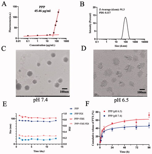 Figure 3. Characterization of PPP NPs. (A) The CMC value of PPP. (B) Diameter and PDI distribution of PPP NPs. (C) TEM images of PPP at pH 7.4. Bar = 100 nm. (D) TEM images of PPP at pH 6.5. Bar = 100 nm. (E) The stability of PPP in 10% FBS and PBS respectively. (F) In vitro PTX release curves at pH 7.4 and pH 6.5, respectively.