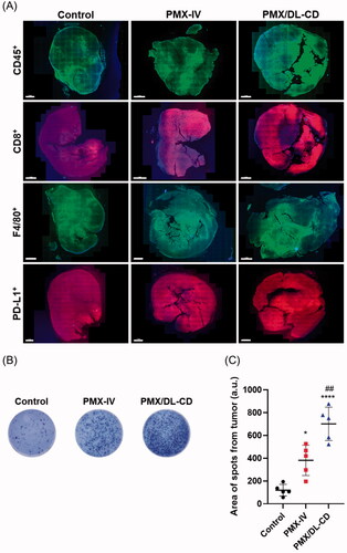 Figure 6. (A) Staining of tumor-infiltrating lymphocytes, including CD45+, CD8+, and F4/80+ cells, and PD-L1, in tumor tissues. Scale bar: 2 mm. (B) ELISPOT of IFN-γ after stimulation of tumor lymphocytes with tumor-specific antigens in each group. (C) Quantification results. All values are means ± SEMs (n = 5). *p < .05, ****p < .0001 compared to the untreated control; ##p < .01 compared to the PMX-IV group.