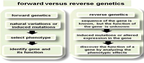 Figure 1. The difference between forward and reverse genetic techniques is the starting point: the phenotype or the gene.