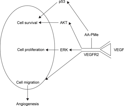 Figure 12 Proposed antiangiogenic mechanism of AA-PMe by regulation of VEGF–VEGFR2 signaling.