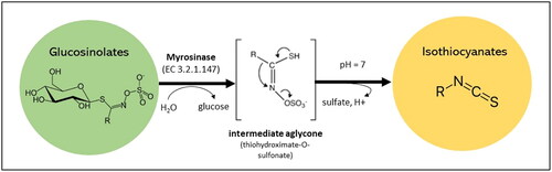 Figure 1. General structure of glucosinolates and isothiocyanates and their conversion. The R group is a varying aglycone amino acid-deriving side chain. Glucosinolates can be classified as aliphatic, indolic or aromatic glucosinolates based on the R group.
