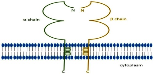 Figure 2 Classical MHC class II molecule. MHC class II molecule is a heterodimer molecule which is encoded by HLA class II gene. It has two chains named α chain and β chain, and every chain has extracellular region, transcellular region and intracellular region.