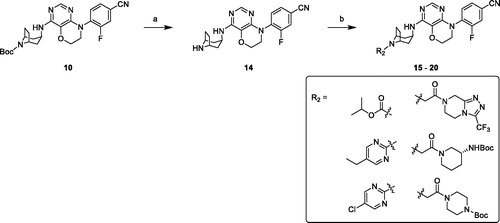 Scheme 2. Synthesis of compounds 15–20. Reagents and conditions: (a) 3 M HCl in EtOH, r. t., overnight. (b) chloro-fragments, Et3N, DCM, r. t., overnight or Cs2CO3, DMF, r. t., overnight.