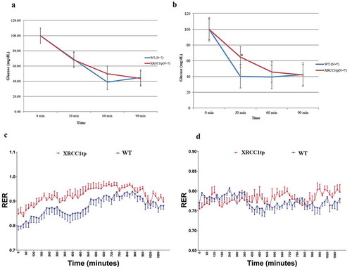 Figure 1. A high-fat sugar diet (HFSD) triggers insulin resistance and decreases the efficiency of energy utilization in XRCC1tp mice compared to wt littermates. (a) There were no differences in glucose levels after insulin injections at baseline between XRCC1tp and wt mice. (b) Significant differences did occur at the 30-min post-insulin injection time point, after 3 months on the HFSD, p ≤ 0.01. The bars represent the mean values for the number of animals in each group, and the error bars represent the SEM. (c) The respiratory exchange ratio (RER) at baseline, calculated from the ratio of VCO2/VO2 across 20 h, was significantly higher in XRCC1tp mice compared to wt littermates (d), which disappeared after three months on the HFSD.