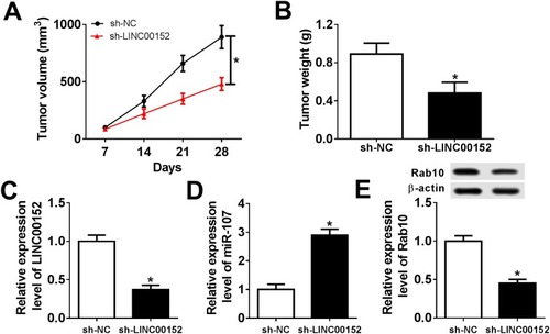 Figure 10 LINC00152 knockdown inhibited xenograft growth in vivo. (A–E) The nude mice were divided into sh-NC group and sh-LINC00152 group. (A, B) The xenograft volume and weight were exhibited. (C, D) The level of LINC00152 and miR-107 was detected by qRT-PCR. (E) The protein level of Rab10 was measured by Western blot assay. *P<0.05.