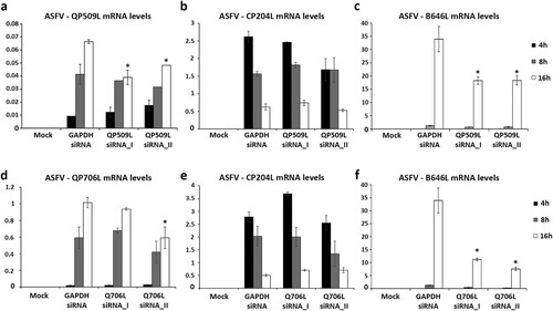 Figure 5. siRNAs targeting ASFV-QP509L and ASFV-Q706L transcripts disrupt late viral transcription. (a) siRNAs against ASFV-QP509L showed significant depletion efficacy at 16 hpi (p ≤ 0.05). (b) Unchanged ASFV-CP204L mRNA levels between QP509L-depleted cells and control group. (c) QP509L-depleted cells showed significant lower mRNA levels of late ASFV-B646L gene (p ≤ 0.05). (d) Q706L siRNA_II showed significant knockdown efficacy at 16 hpi (p ≤ 0.05). (e) Unchanged ASFV-CP204L mRNA levels between Q706L- knockdown cells and control group. (f) Q706L-depleted cells showed significantly lower mRNA levels of ASFV-B646L gene (p ≤ 0.05). Results are shown as average ± standard error (AVG ± S.E.), between the number of molecules of each viral transcript and the number of Cyclophilin A mRNA molecules (reference gene). Three independent experiments were performed in duplicate.
