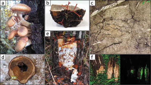 Fig. 2 (Colour online) Main signs of the presence of Armillaria species. (a) Fruiting bodies of A. ostoyae on the trunk of a dead maritime pine (Pinus pinaster); (b) Rhizomorphs growing out of a wood segment colonized by A. borealis; (c) Network of rhizomorphs of Armillaria spp. in the soil; (d) Heart rot caused by A. cepistipes on Norway spruce (Picea abies); (e) Mycelial fans of A. ostoyae developing in the cambial area of an infected maritime pine; (f) Armillaria spp. colonized wood fragments showing typical bioluminescence. Photo credits: (a) F. Labbé; (b) and (e) R. Heinzelmann; (c) and (f), H. Baggenstos/A. Rudolf; (d) Phytopathology, WSL.